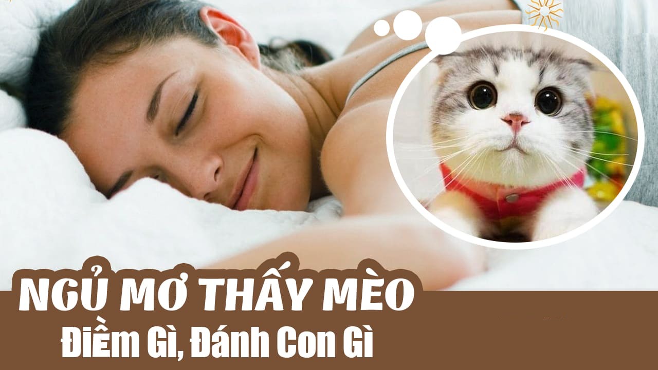 Mơ thấy mèo