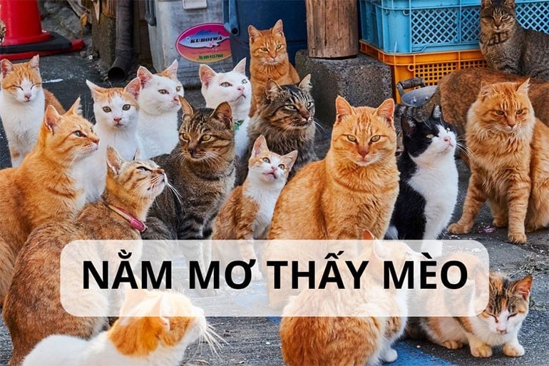 Mơ thấy mèo đánh con gì?