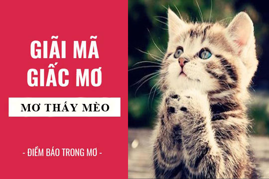 Mơ thấy mèo 