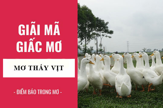 Mơ thấy vịt