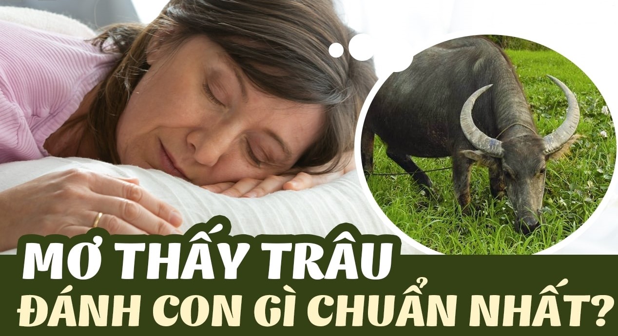 Nằm mơ thấy trâu đánh con gì?