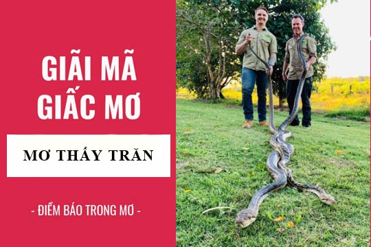 Mơ thấy con trăn đánh số mấy?