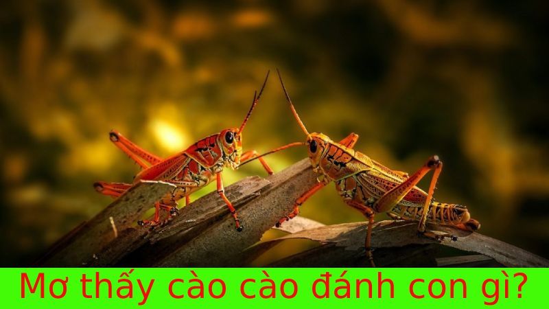 Mơ thấy cào cào đánh số mấy