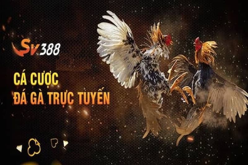 Đôi nét về đá gà trực tuyến tại SV388